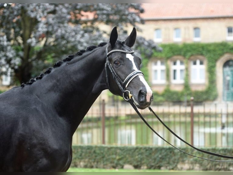 Niemiecki koń sportowy Klacz  170 cm Skarogniada in Hagenow