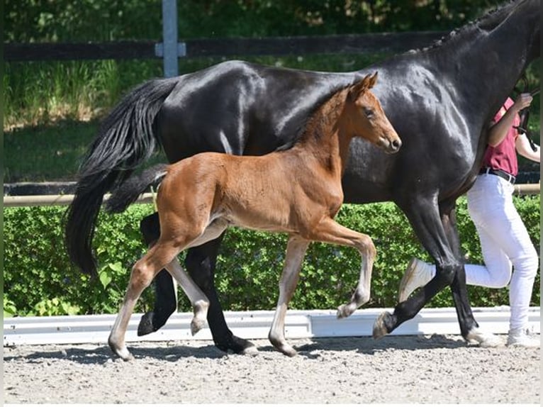 Niemiecki koń sportowy Klacz Źrebak (04/2025) 170 cm Skarogniada in Sandbeiendorf