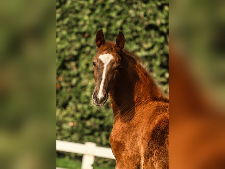 Niemiecki koń sportowy Klacz Źrebak (05/2025) 172 cm Ciemnokasztanowata in Lippstadt