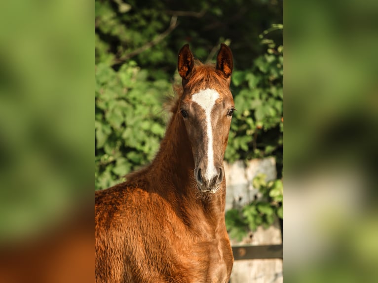 Niemiecki koń sportowy Klacz Źrebak (05/2025) 172 cm Ciemnokasztanowata in Lippstadt