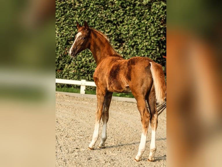 Niemiecki koń sportowy Klacz Źrebak (05/2025) 172 cm Ciemnokasztanowata in Lippstadt