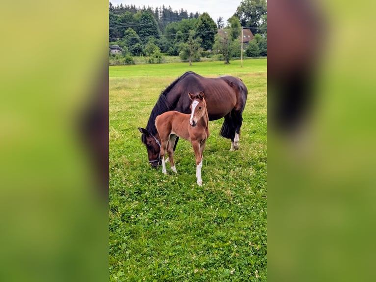 Niemiecki koń sportowy Klacz  172 cm Gniada in Hergatz