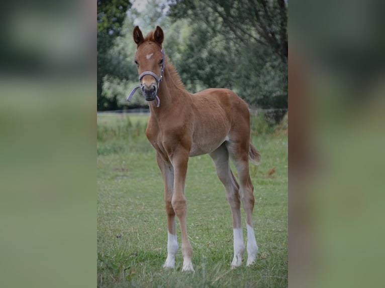 Niemiecki koń sportowy Klacz  173 cm Kasztanowata in Rohrlack