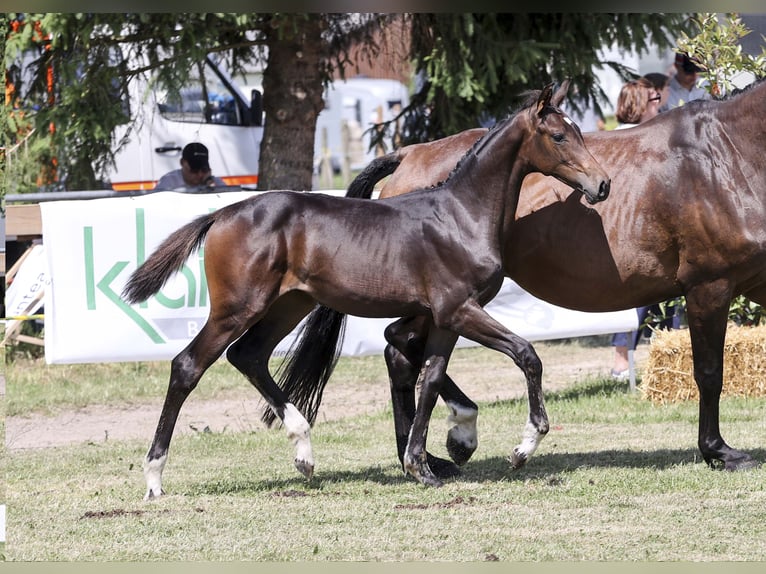 Niemiecki koń sportowy Klacz Źrebak (02/2025) Ciemnogniada in Gomadingen
