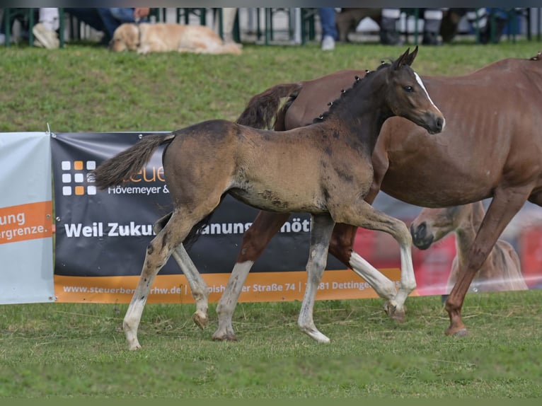 Niemiecki koń sportowy Klacz Źrebak (04/2025) Ciemnogniada in Gomadingen
