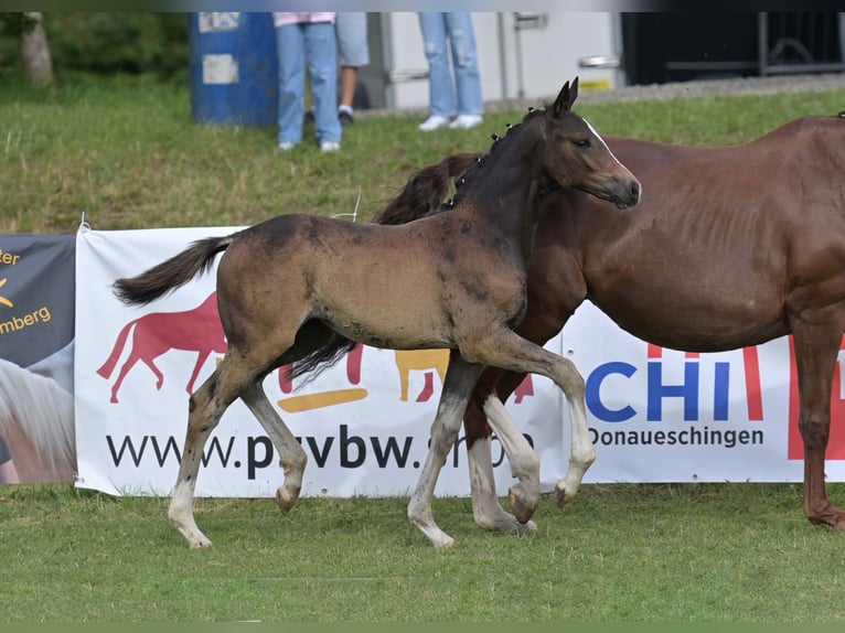 Niemiecki koń sportowy Klacz Źrebak (04/2025) Ciemnogniada in Gomadingen