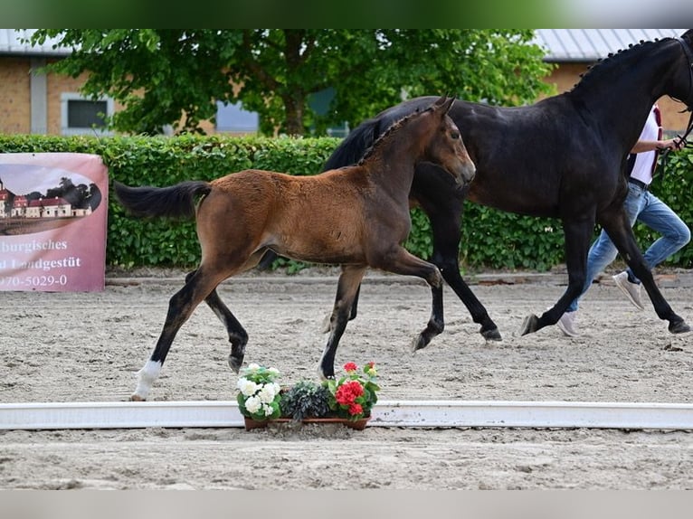 Niemiecki koń sportowy Klacz Źrebak (03/2026) Ciemnogniada in Freyenstein