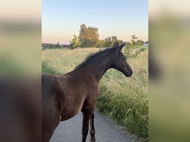 Niemiecki koń sportowy Klacz Źrebak (03/2026) Ciemnogniada in Wolpertshausen