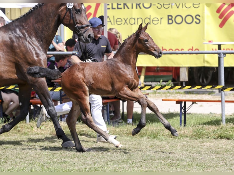 Niemiecki koń sportowy Klacz Źrebak (05/2025) Ciemnogniada in Gomadingen