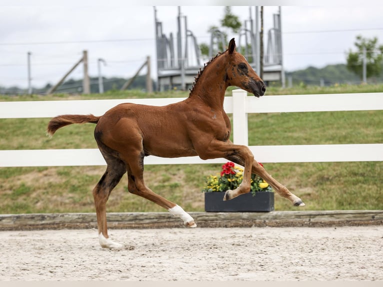 Niemiecki koń sportowy Klacz Źrebak (05/2025) Ciemnokasztanowata in Gomadingen