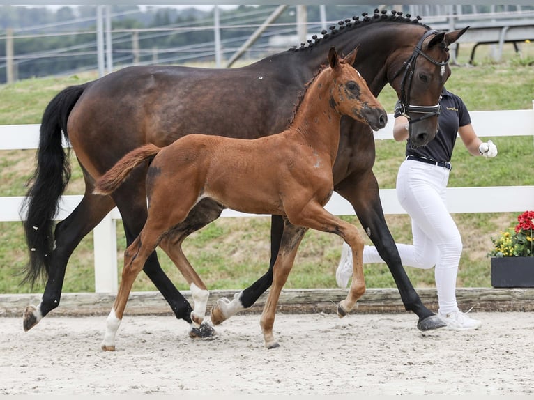 Niemiecki koń sportowy Klacz Źrebak (05/2025) Ciemnokasztanowata in Gomadingen