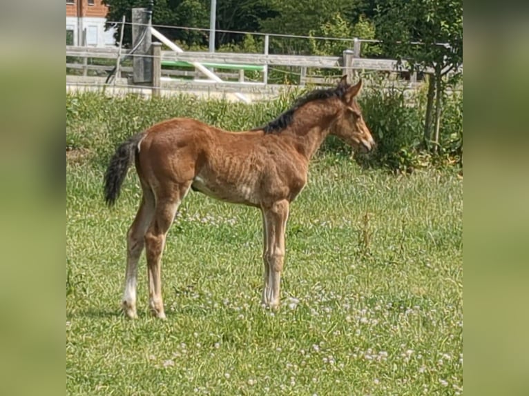 Niemiecki koń sportowy Klacz Źrebak (04/2025) Gniada in Bad K&#xF6;nig