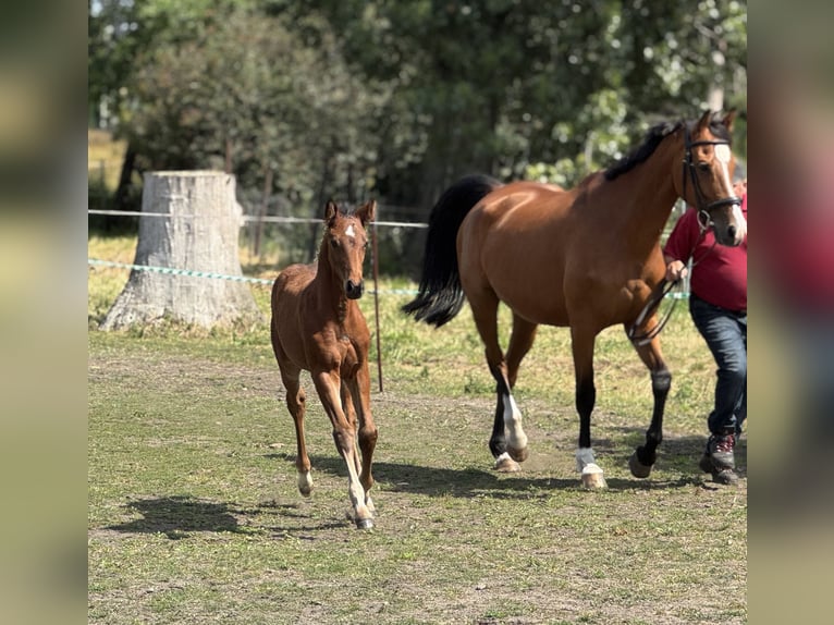 Niemiecki koń sportowy Klacz Źrebak (04/2025) Gniada in Annaburg