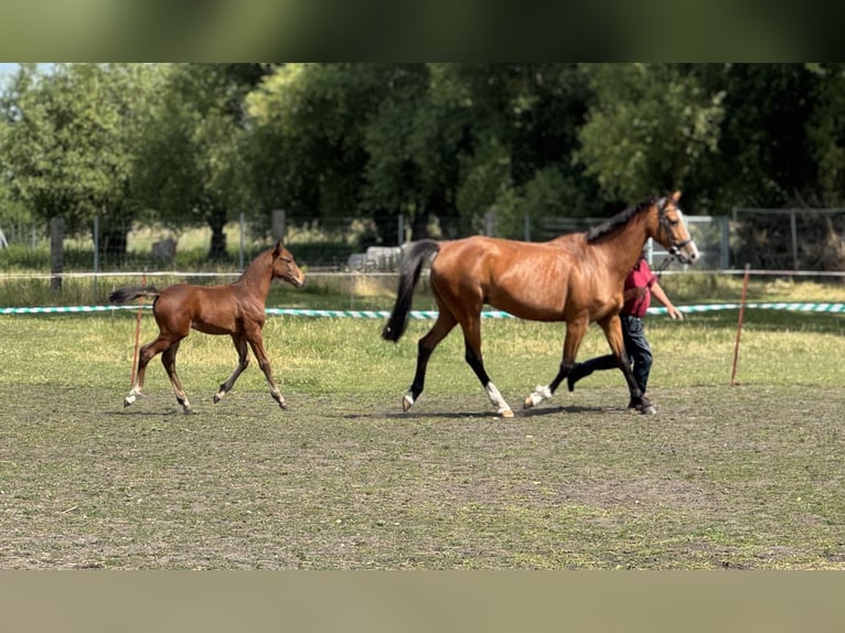 Niemiecki koń sportowy Klacz Źrebak (04/2025) Gniada in Annaburg