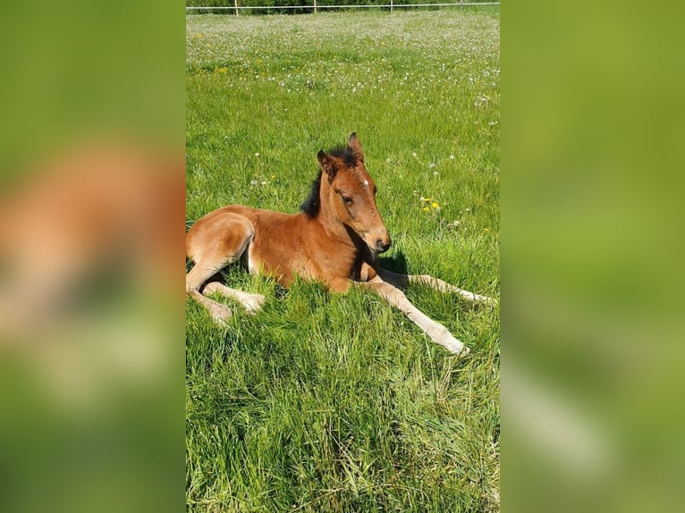 Niemiecki koń sportowy Klacz Źrebak (03/2026) Gniada in Ehingen am Ries