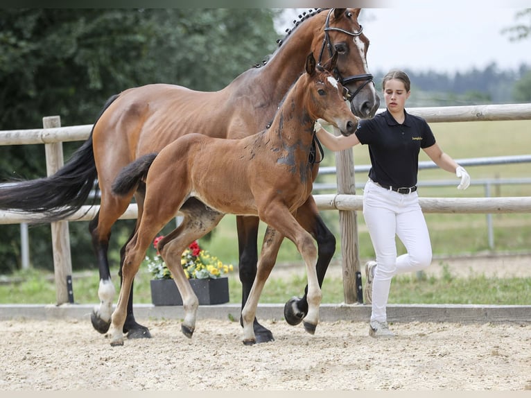 Niemiecki koń sportowy Klacz Źrebak (05/2025) Gniada in Gomadingen