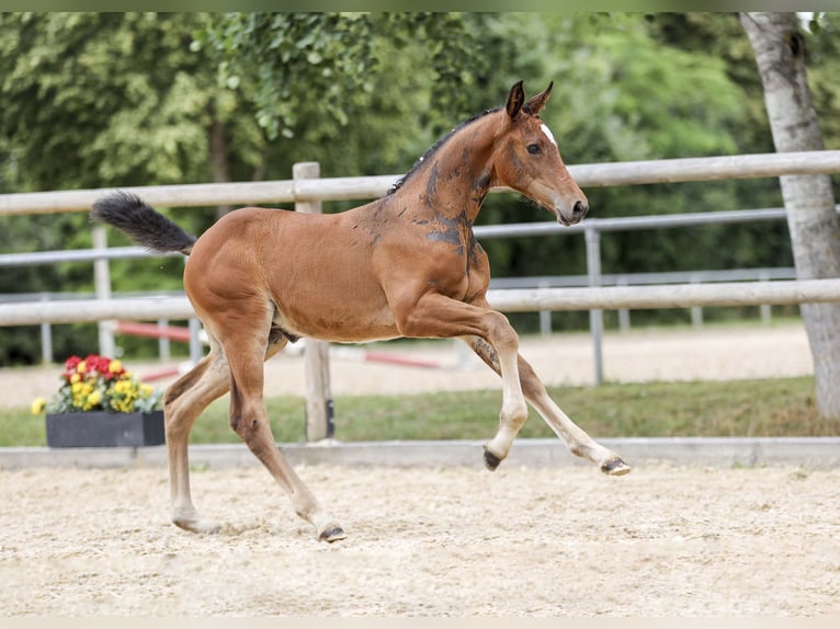 Niemiecki koń sportowy Klacz Źrebak (05/2025) Gniada in Gomadingen