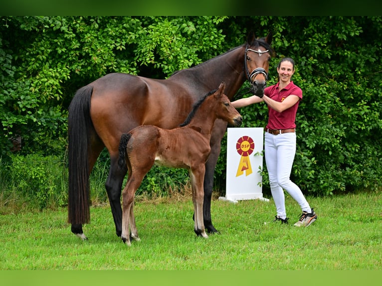 Niemiecki koń sportowy Klacz Źrebak (05/2024) Gniada in Schönwalde-Glien