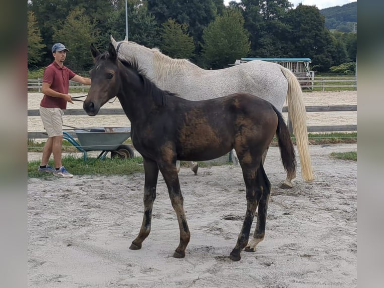 Niemiecki koń sportowy Klacz Źrebak (05/2025) Gniada in Bad K&#xF6;nig