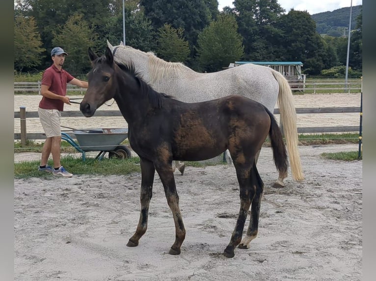 Niemiecki koń sportowy Klacz Źrebak (05/2025) Gniada in Bad K&#xF6;nig