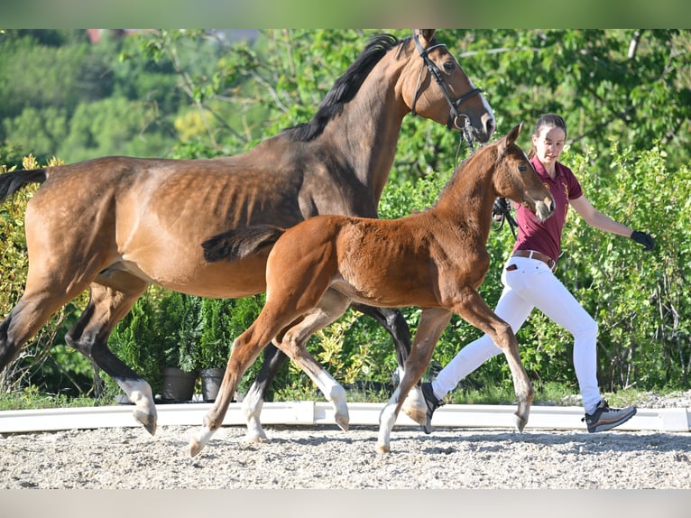 Niemiecki koń sportowy Klacz  Gniada in Gutenborn