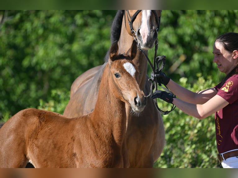 Niemiecki koń sportowy Klacz  Gniada in Gutenborn