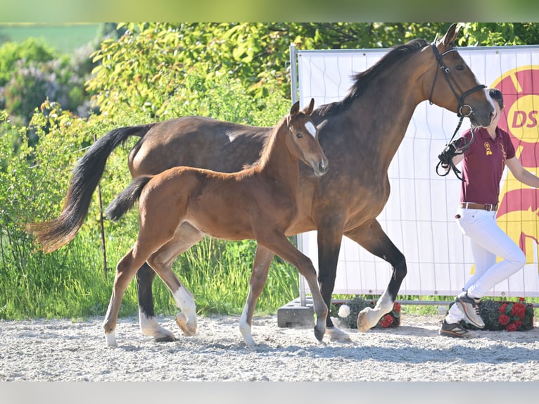 Niemiecki koń sportowy Klacz  Gniada in Gutenborn