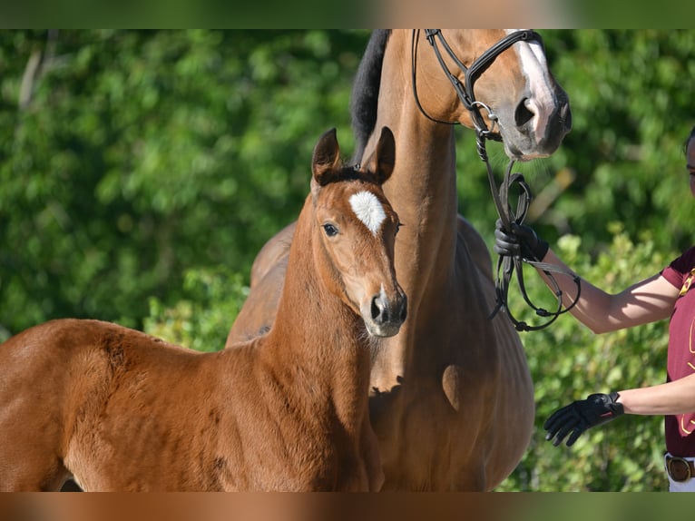 Niemiecki koń sportowy Klacz  Gniada in Gutenborn