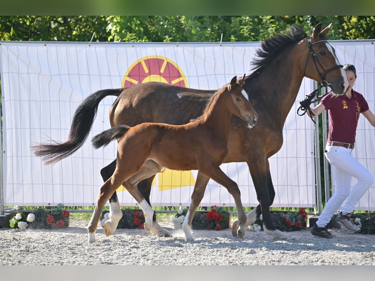 Niemiecki koń sportowy Klacz  Gniada in Gutenborn