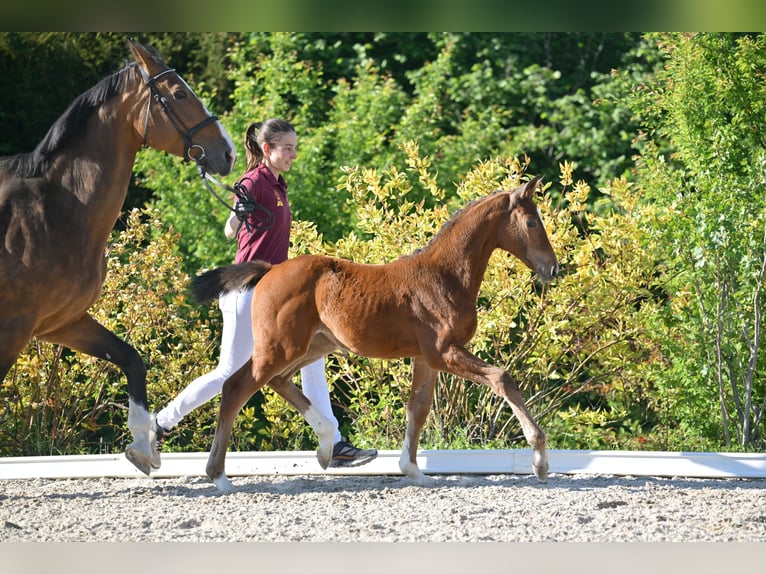 Niemiecki koń sportowy Klacz  Gniada in Gutenborn