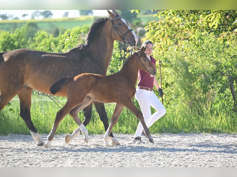 Niemiecki koń sportowy Klacz  Gniada in Gutenborn