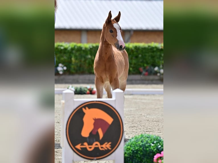 Niemiecki koń sportowy Klacz Źrebak (05/2024) Gniada in Neuruppin