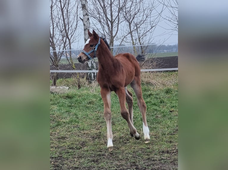 Niemiecki koń sportowy Klacz  Gniada in Sülzetal