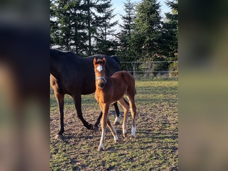 Niemiecki koń sportowy Klacz  Gniada in Sülzetal