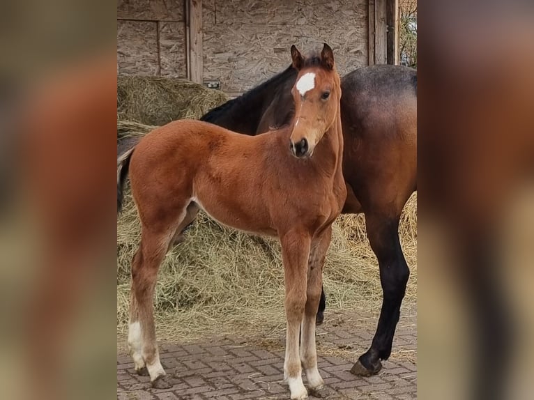 Niemiecki koń sportowy Klacz  Gniada in Sülzetal