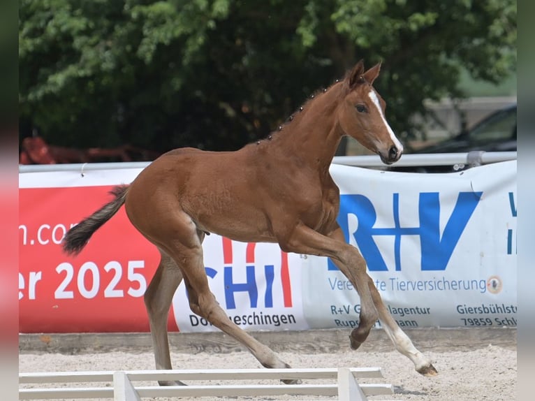 Niemiecki koń sportowy Klacz Źrebak (04/2025) Gniada in Gomadingen