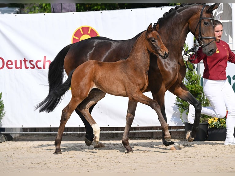 Niemiecki koń sportowy Klacz Źrebak (04/2025) Gniada in Gomadingen