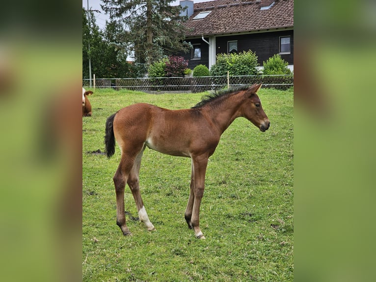 Niemiecki koń sportowy Klacz Źrebak (05/2024) Gniada in Hohenpeißenberg