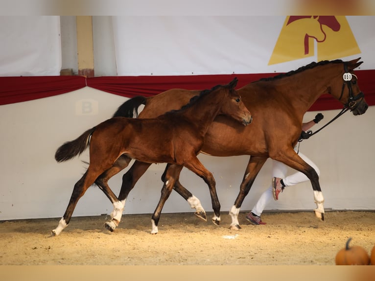 Niemiecki koń sportowy Klacz Źrebak (05/2026) Gniada in Taufkirchen