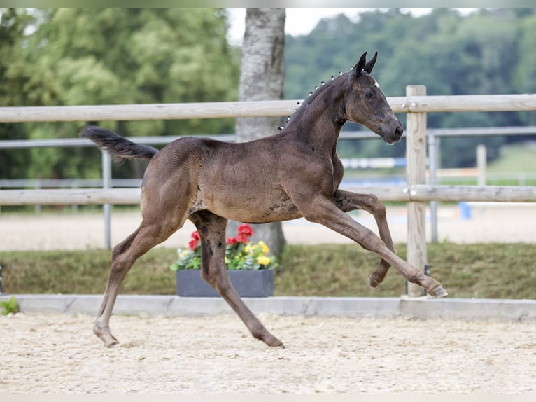 Niemiecki koń sportowy Klacz Źrebak (05/2025) Kara in Gomadingen