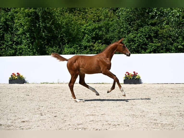 Niemiecki koń sportowy Klacz  Kasztanowata in Illertissen