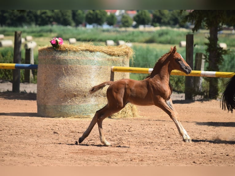Niemiecki koń sportowy Klacz Źrebak (05/2026) Kasztanowata in Kietz