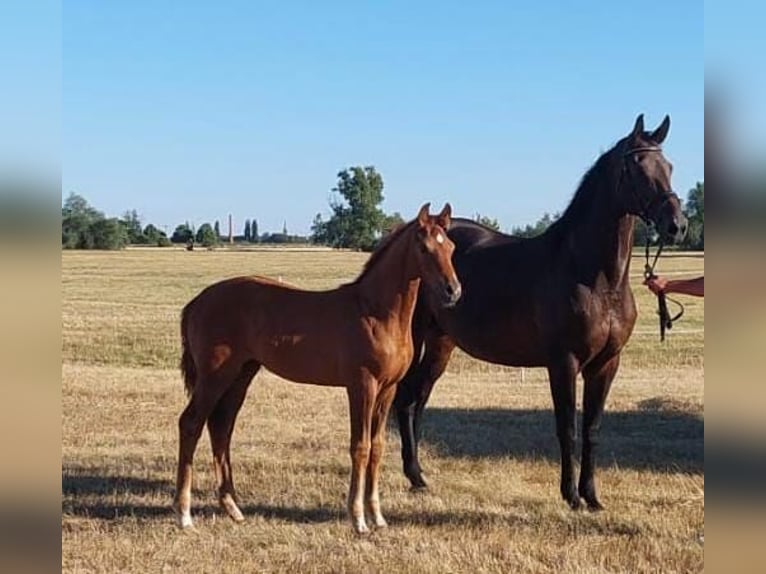 Niemiecki koń sportowy Klacz  Kasztanowata in Sch&#xF6;nebeck (Elbe)