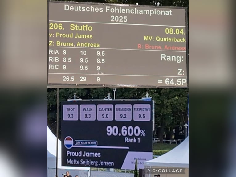 Niemiecki koń sportowy Klacz Źrebak (04/2025) Kasztanowata in Schleibnitz