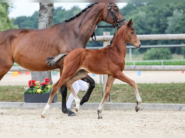 Niemiecki koń sportowy Klacz Źrebak (05/2025) in Fronhofen
