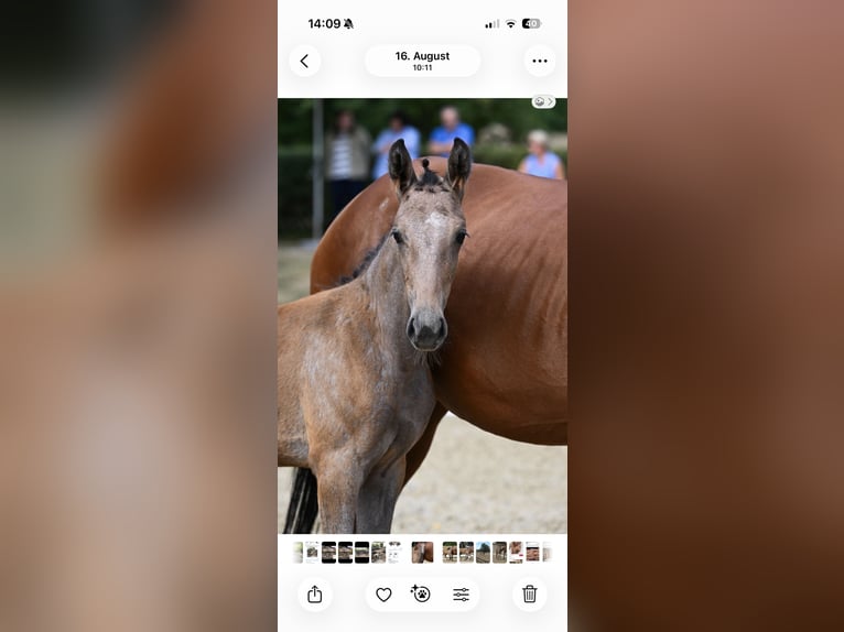 Niemiecki koń sportowy Klacz Źrebak (05/2026) Siwa in GotteszellZachenberg