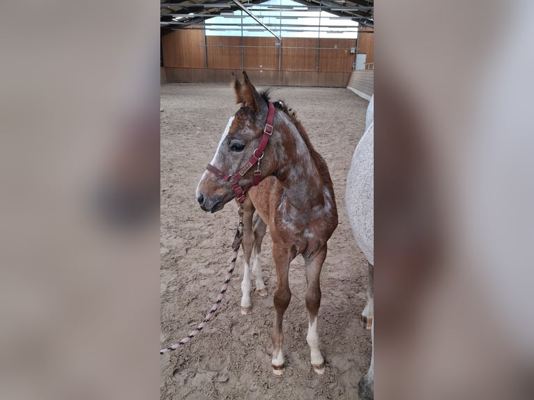 Niemiecki koń sportowy Klacz  Siwa in Amtsberg