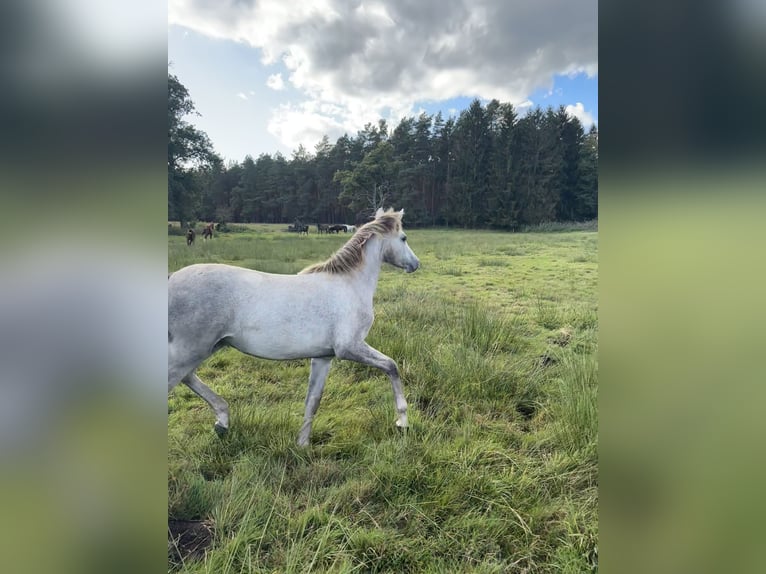 Niemiecki koń sportowy Klacz Źrebak (03/2025) Siwa in B&#xF6;menzien