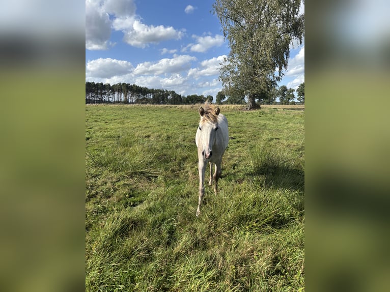 Niemiecki koń sportowy Klacz Źrebak (03/2025) Siwa in B&#xF6;menzien