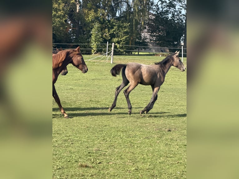 Niemiecki koń sportowy Klacz Źrebak (05/2026) Siwa in Zachenberg